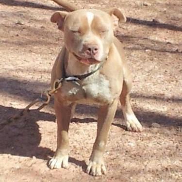 Harris King father Lewis Blue Ice Pit Bull.jpg